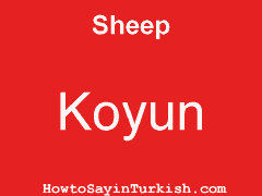 [ Sheep in Turkish is Koyun ]