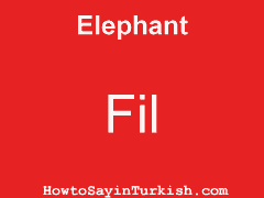 [ Elephant in Turkish is Fil ]